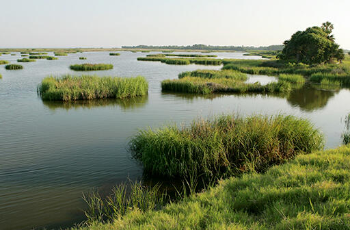 Bulls Island